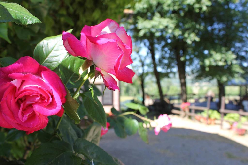 Agriturismo La Selva Villa Siena Exterior photo